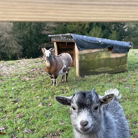 לינה וארוחת בוקר Auge Horizon