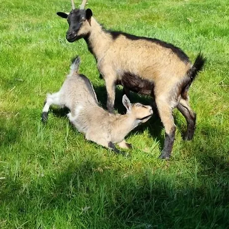 Auge Horizon לינה וארוחת בוקר 4*