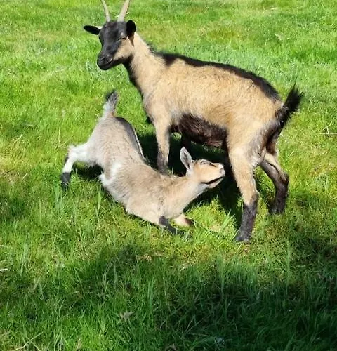 Auge Horizon Bed & Breakfast 4*